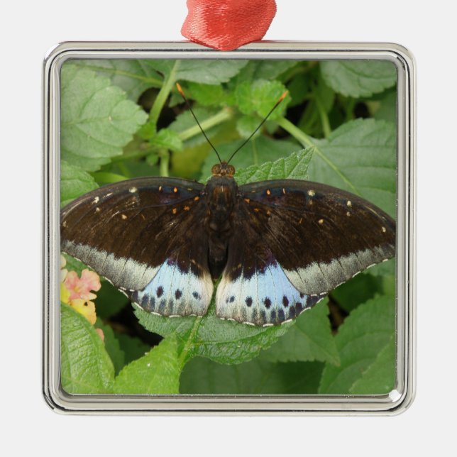 Söt Tropical Butterfly Ornament (Framsidan)