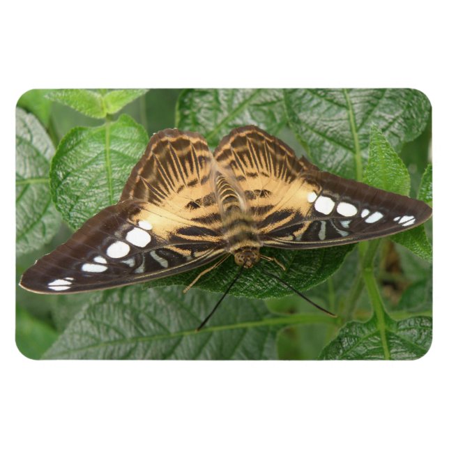 Söt Tropical Clipper Butterfly Premium Magnet (Horisontell)
