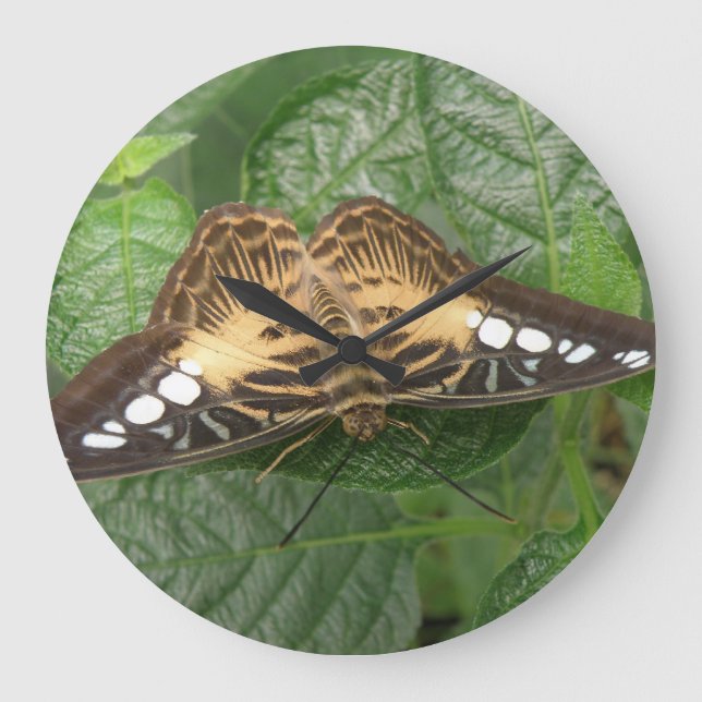 Söt Tropical Clipper Butterfly Wall Clock Stor Klocka (Framsida)