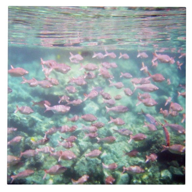 Söt Tropiskt fiskkeramiskt plattor Kakelplatta (Framsidan)