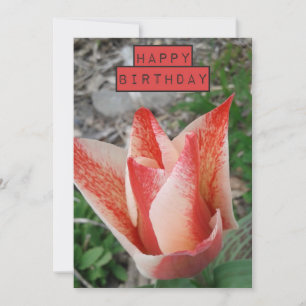 Söt Tulip Blommigt födelsedagskort