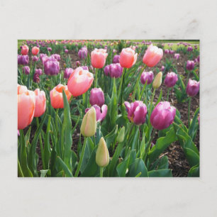 Söt Tulips Vykort