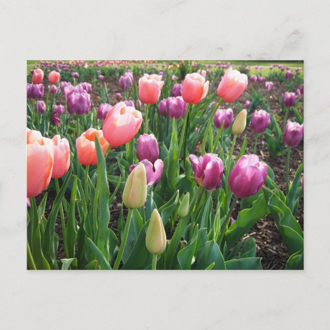 Söt Tulips Vykort (Framsida)