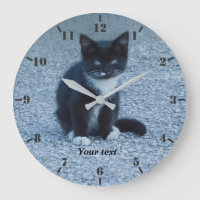 Söt Tuxedo-kattunge