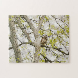 Söt Uggla i ett Träd Nature Puzzle Pussel