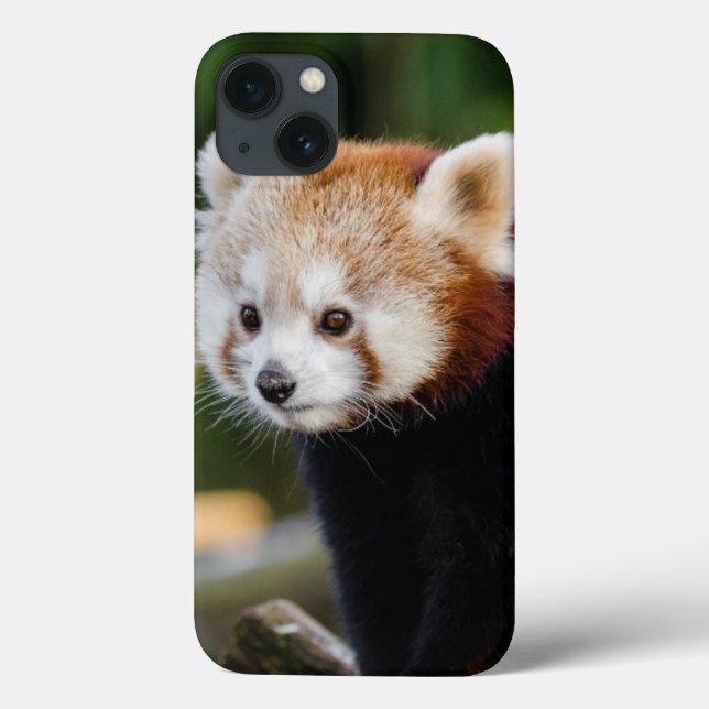 Söt Ung Röd Panda (Baksida)