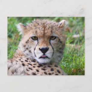 Söt unge Gepard närbild ansikte Vykort