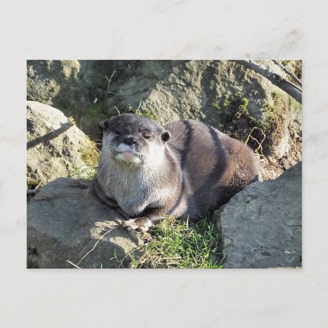 SÖT UTTER VYKORT (Framsida)