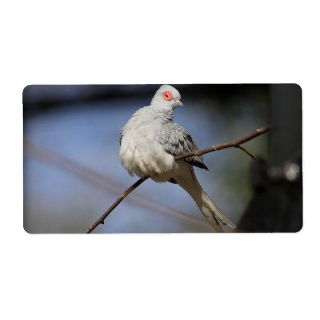Söt, vacker Diamond Dove Fraktsedel (Framsidan)