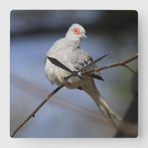 Söt, vacker Diamond Dove Fyrkantig Klocka