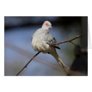 Söt, vacker Diamond Dove Hälsningskort