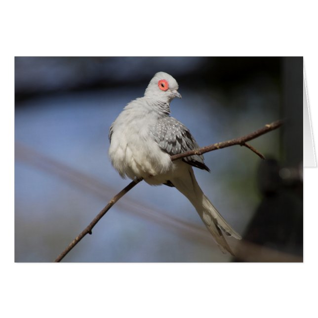 Söt, vacker Diamond Dove Hälsningskort (Framsidan Horizontal)