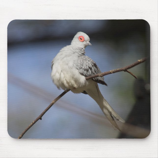 Söt, vacker Diamond Dove Musmatta (Framsidan)
