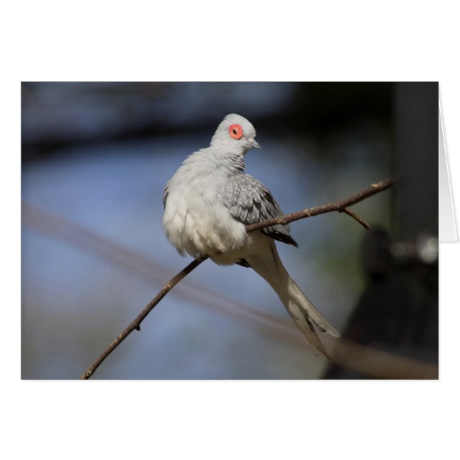 Söt, vacker Diamond Dove OBS Kort (Framsidan Horizontal)
