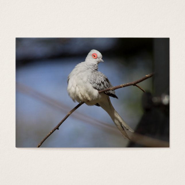 Söt, vacker Diamond Dove Visitkort (Framsidan)