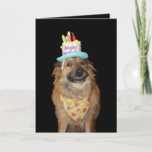 Söt vallhund mix födelsedag hund kort
