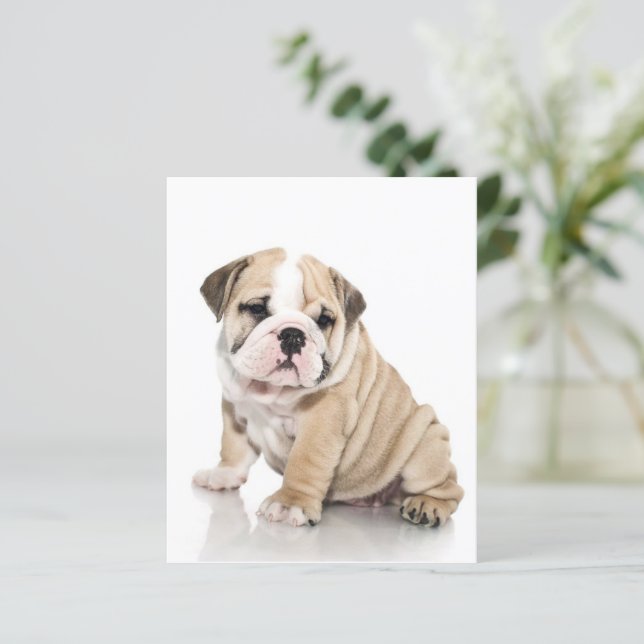 Söt Valp Bulldog Sötsak Sad (Stående Fram)