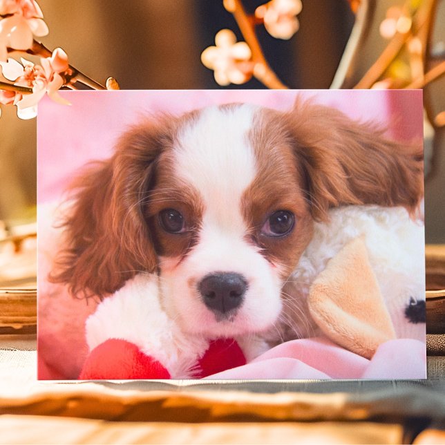 Söt valp Cavalier King Charles hälsningskort Kort (Skapare uppladdad)