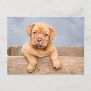 Söt Valp Hund Postkort Vykort