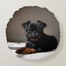 Söt valp på kudden.