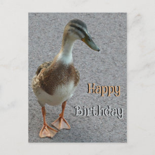 Söt vandande anka kund. Grattis på födelsedagen vy Vykort