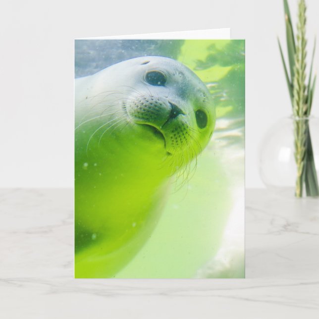 Söt Vänlig Säl Under Vatten Kort (Framsida)