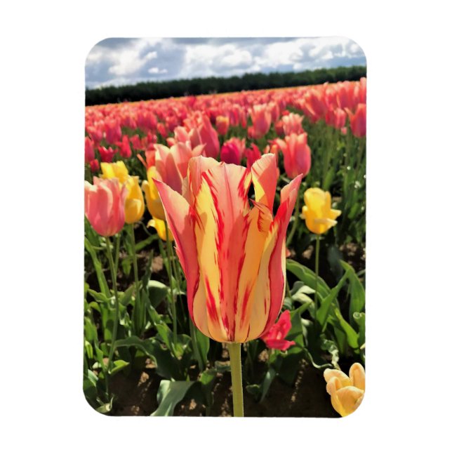 Söt Vår Tulip, Oregon Magnet (Vertikal)