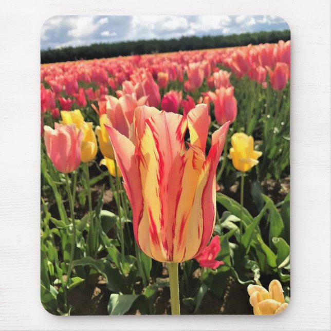 Söt Vår Tulip, Oregon Musmatta (Framsidan)
