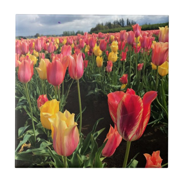 Söt Vår Tulips i Fält, Oregon Kakelplatta (Framsidan)