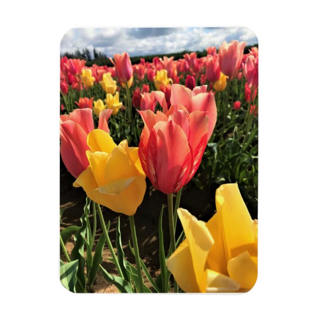 Söt Vår Tulips i Fält, Oregon Magnet (Vertikal)