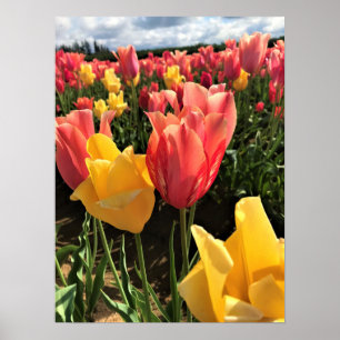 Söt Vår Tulips i Fält, Oregon Poster