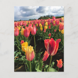 Söt Vår Tulips i Fält, Oregon Vykort