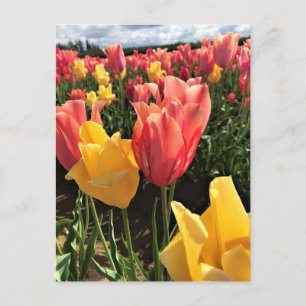 Söt Vår Tulips i Fält, Oregon Vykort