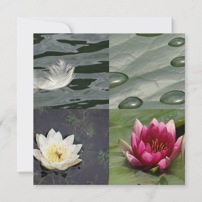 Söt Vatten Lilies (Framsida)