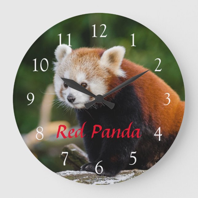 Söt Vild Röd Panda Natur Foto Röd Text Stor Klocka (Framsida)