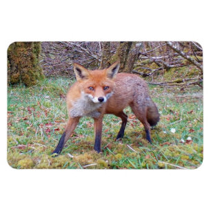Söt Vild Röd Räv Skogsmark Flexi Foto Magnet