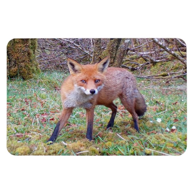 Söt Vild Röd Räv Skogsmark Flexi Foto Magnet (Horisontell)