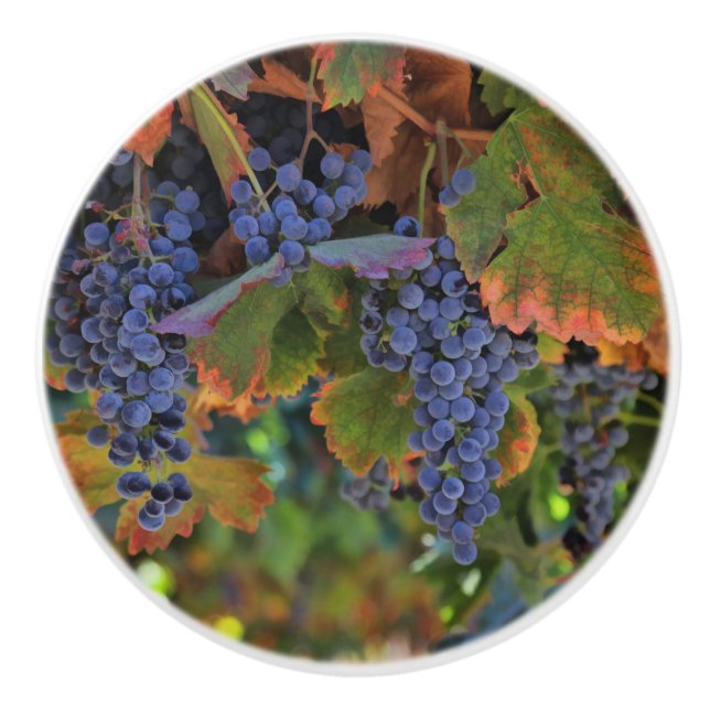 Söt Vineyard Vin Land Knobs and Pulls Knopp (Framsidan)