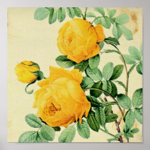 Söt Vintage Gul ros Square Skörd Poster