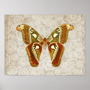 Söt Vintage Moth Botanical Poster
