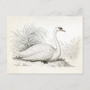 Söt Vintage Svan Illustration-vykort Vykort