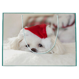 Söt vit hund i röd julhatt
