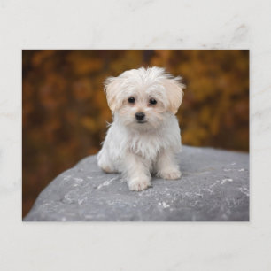 Söt Vit Hund Postkort Vykort