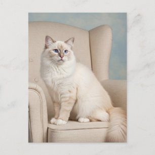 Söt Vit Katt Blå Ögon Postkort Vykort