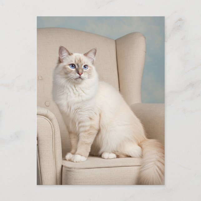Söt Vit Katt Blå Ögon Postkort Vykort (Framsida)