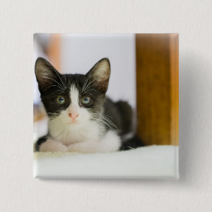 Söt vit- och svartkattunge knapp