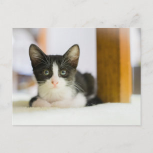 Söt vit- och svartkattunge vykort