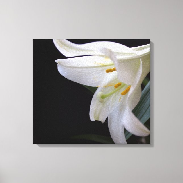 Söt, vit Påsk-bläckblomma i svart Canvastryck (Framsida)