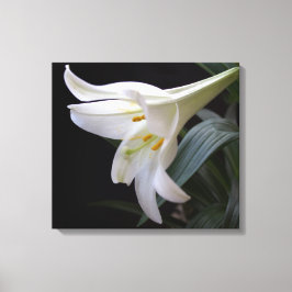 Söt, vit Påsk-bläckblomma i svart Canvastryck