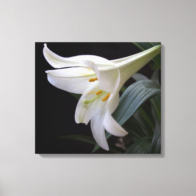 Söt, vit Påsk-bläckblomma i svart Canvastryck (Framsida)